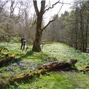 Walking through the woods alongside the Rookhope Burn.