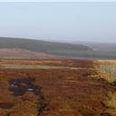 Hamsterley Forest from the fence line over Coldthorne Moss.