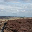 Looking across to the windmills above Tow Law.