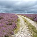 Following the track through the heather after leaving White Gill Head.