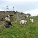 Insistent sheep at Linnew.