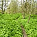 Waking along the path next to the River Wear.