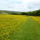 The meadows on the north bank of Arkle Beck.