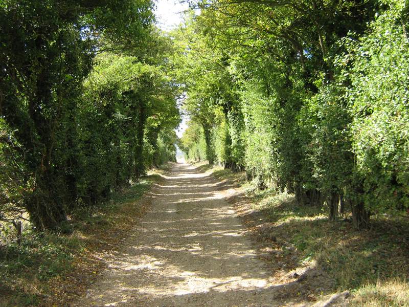 Walking in East Sussex